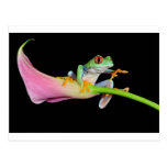 red eyed tree frog postcard