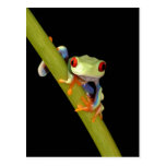 red eyed tree frog postcards