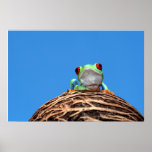 red eyed tree frog print
