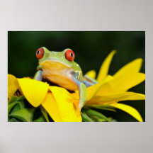 red eyed tree frog posters