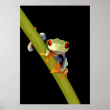 red eyed tree frog posters