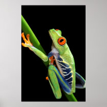 red eyed tree frog print