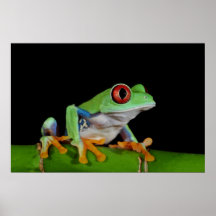 red eyed tree frog posters