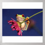 red eyed tree frog posters
