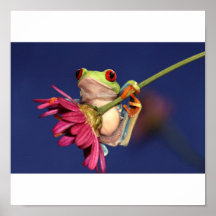 red eyed tree frog posters