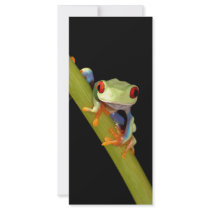 red eyed tree frog custom rack cards