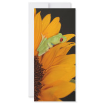 red eyed tree frog rack card design