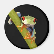 red eyed tree frog refrigerator magnets