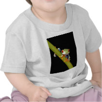 red eyed tree frog shirts