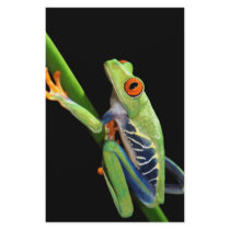 red eyed tree frog stationery