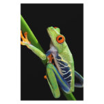 red eyed tree frog stationery