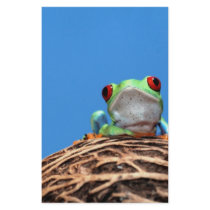 red eyed tree frog personalized stationery