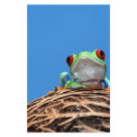 red eyed tree frog stationery