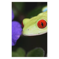 red eyed tree frog stationery
