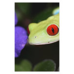 red eyed tree frog stationery