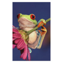 red eyed tree frog stationery