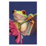 red eyed tree frog stationery