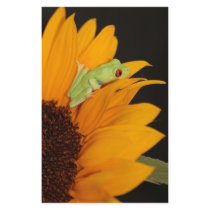 red eyed tree frog stationery