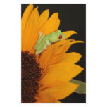 red eyed tree frog stationery