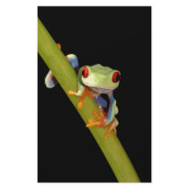 red eyed tree frog stationery paper