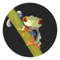 red eyed tree frog sticker