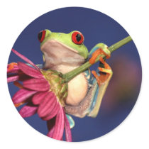 red eyed tree frog round stickers