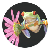 red eyed tree frog round sticker