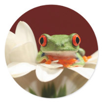 red eyed tree frog sticker