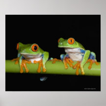 Red-eyed Tree Frogs (Agalychnis callidryas) on Posters