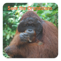 Red Eyelashes Adult MAle Orangutan with Cheekpads Stickers