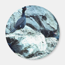 Red-faced Cormorant Fridge Magnet