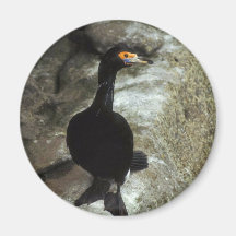Red-faced Cormorant Fridge Magnet
