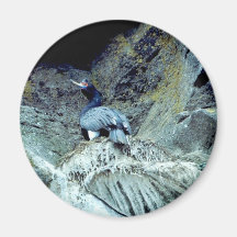 Red-faced Cormorant Magnets