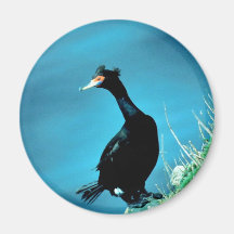 Red-faced Cormorant Magnets