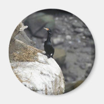 Red-faced Cormorant Refrigerator Magnet