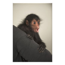 Red-faced Spider Monkey Ateles paniscus) Art Photo