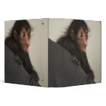 Red-faced Spider Monkey Ateles paniscus) binders