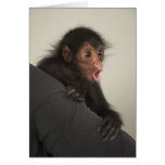 Red-faced Spider Monkey Ateles paniscus) Cards