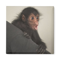 Red-faced Spider Monkey Ateles paniscus) Magnets