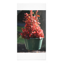 red fall flowers photo cards by ksa712 red fall flowers photo cards