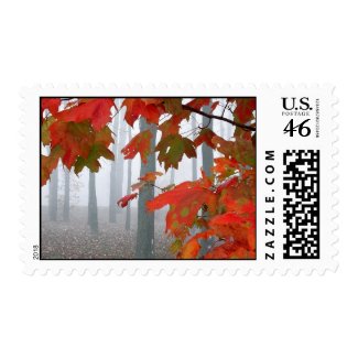 red_fall_leaves_contest stamp