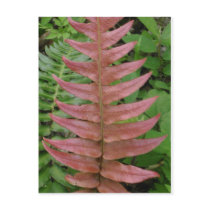 Red Fern Postcard by MyBackyard Red Fern Postcard