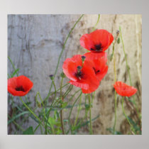 Red Field Corn Poppies Poster