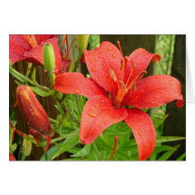 Red Fire Lily Card