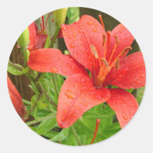 Red Fire Lily Round Sticker