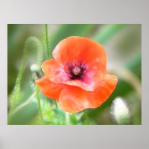 Red Flanders Poppy Print