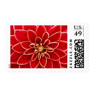 Red Floral Postcard Postage