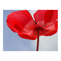 Red Flower and Blue Sky Canvas Print