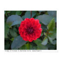 Red Flower at the Bridge of Flowers in Mass. posters
