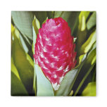 Red flower, bromeliad quesnelia from French Guyana magnets